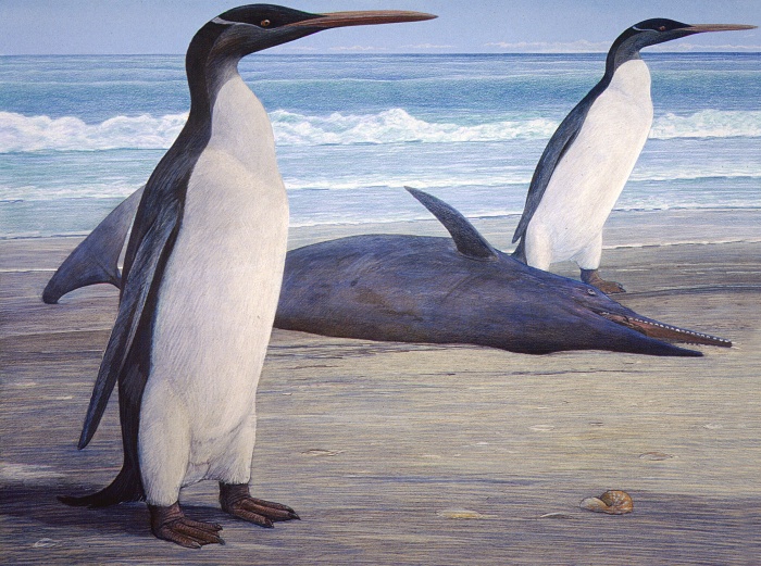Two Kairuku penguins come ashore, passing a stranded Waipatia dolphin. Artwork by Chris Gaskin, owner and copyright owner: Geology Museum, University of Otago