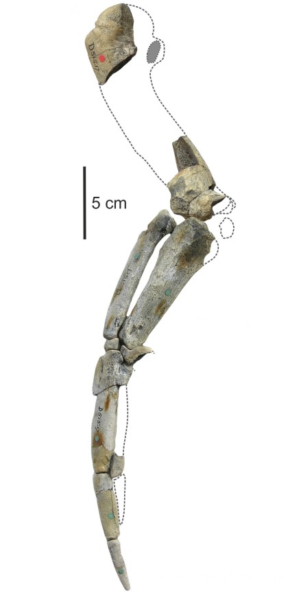 Reconstruction of a wing skeleton of Anthropornis sp. (NHMUK A3348/3355, 3360[I]). Courtesy of Piotr Jadwiszczak who acknowledges financial support through SYNTHESYS funding made available by the European Community – Research Infrastructure Action under the FP7 “Structuring the European Research Area” Programme; project GBTAF-987.