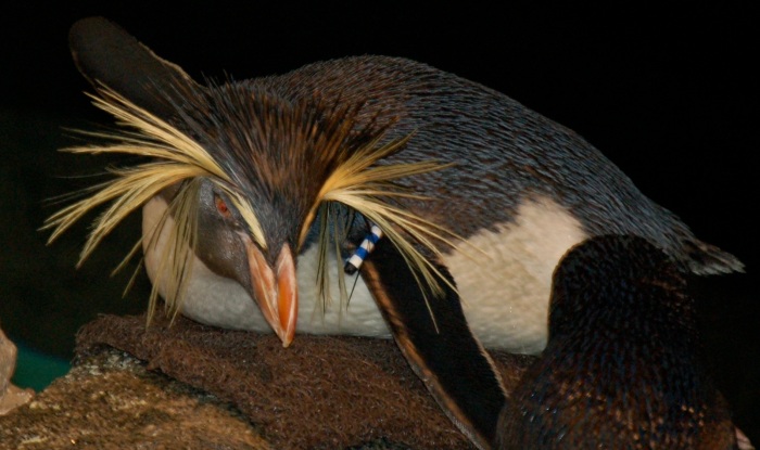 A crested penguin shows off its special pigment.
