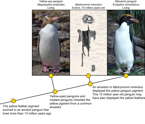 Image by Dr. Daniel Thomas, with Yellow-eyed penguin photo from Christian Mehlfuhrer, Macaroni penguin photo from Liam Quinn, Madrynornis images from Acosta Hospitaleche et al. 2007. Click to read the article at Illuminating Fossils.