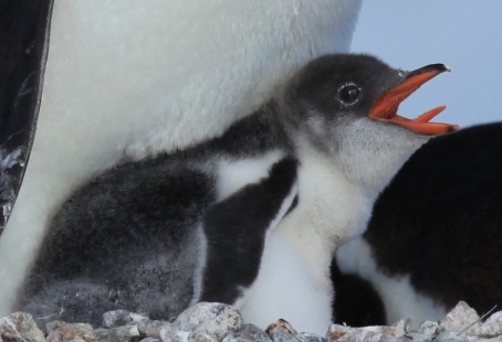Gentoo_Penguin_chick_showing_some_tongue_(6063646370)